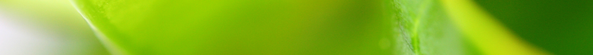 Thé vert Capsules - Alpinamed AG