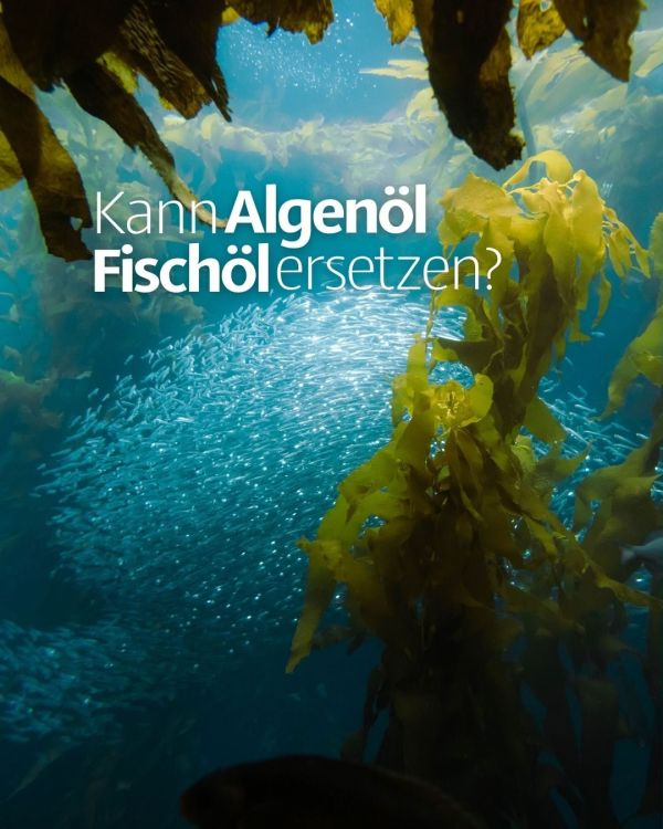 🌿🐟 Kann Algenöl Fischöl ersetzen? Omega 3 beginnt nicht beim Fisch. Bestimmte Mikroalgen bilden selbst DHA und teilwei...