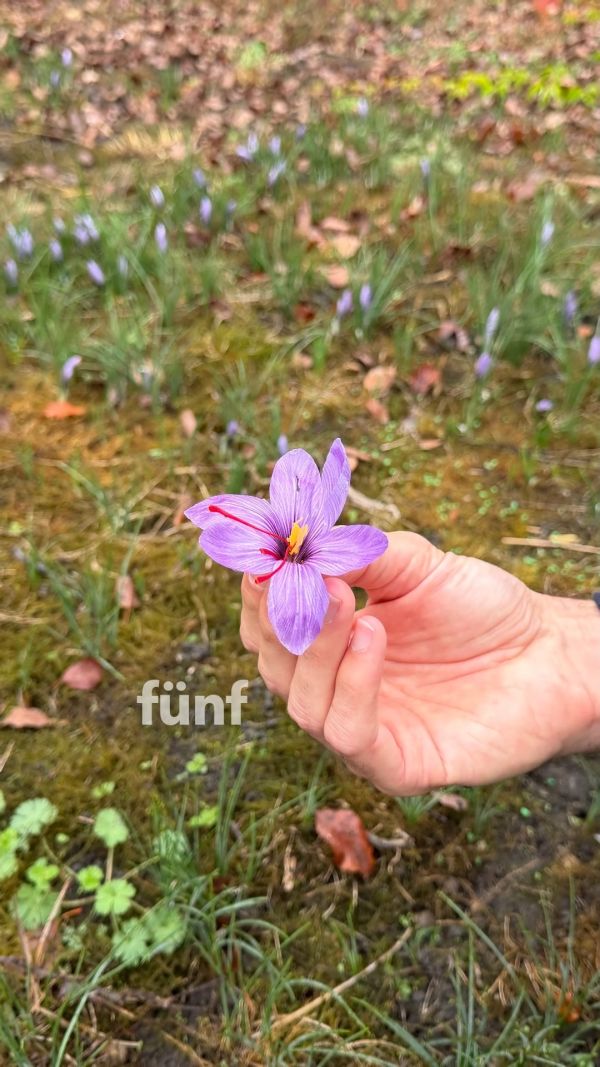 Kleine Blüte, grosse Arbeit! 🌸✨ Wir sind zu Besuch auf einem Thurgauer Safranfeld und zeigen euch, wie die wertvollen r...