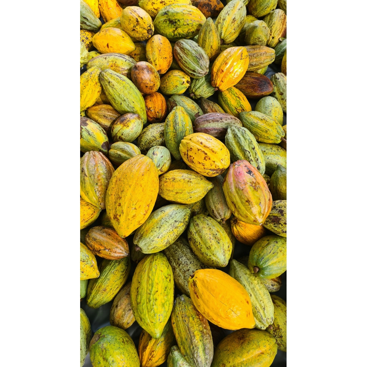 Cacao Cardiovasc Capsules | Alpinamed AG