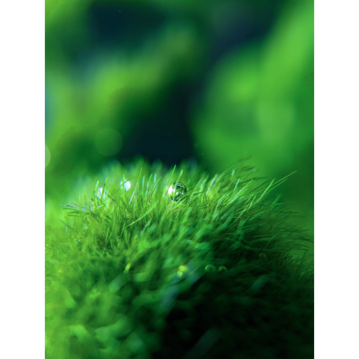 Chlorella Kautabletten | Alpinamed AG
