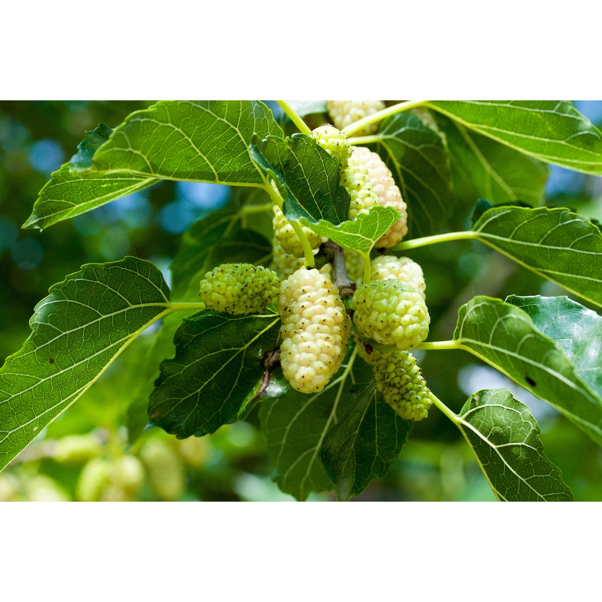 White Mulberry Capsules | Alpinamed AG