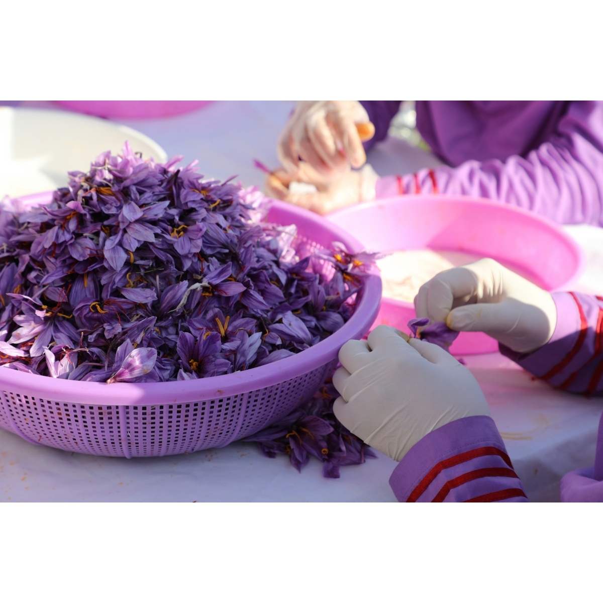 Safran Kids Gummies | Alpinamed AG