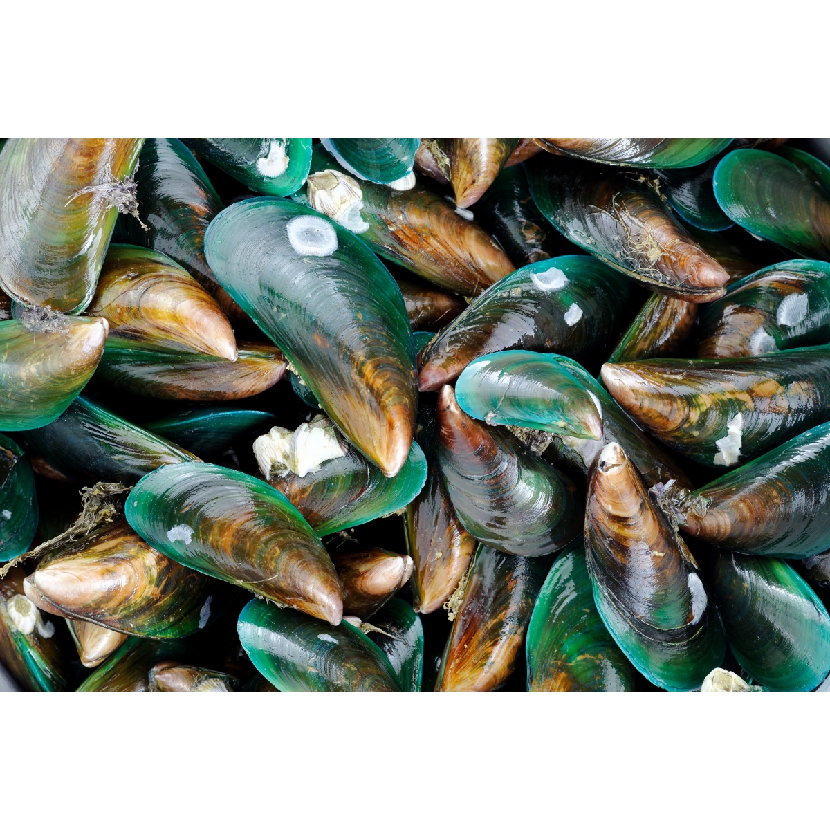 Green-lipped mussel Capsules | Alpinamed AG