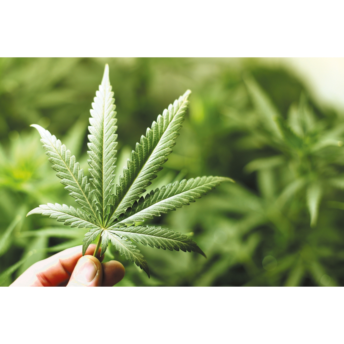 Incenso-Cannabis-MSM Gel | Alpinamed AG