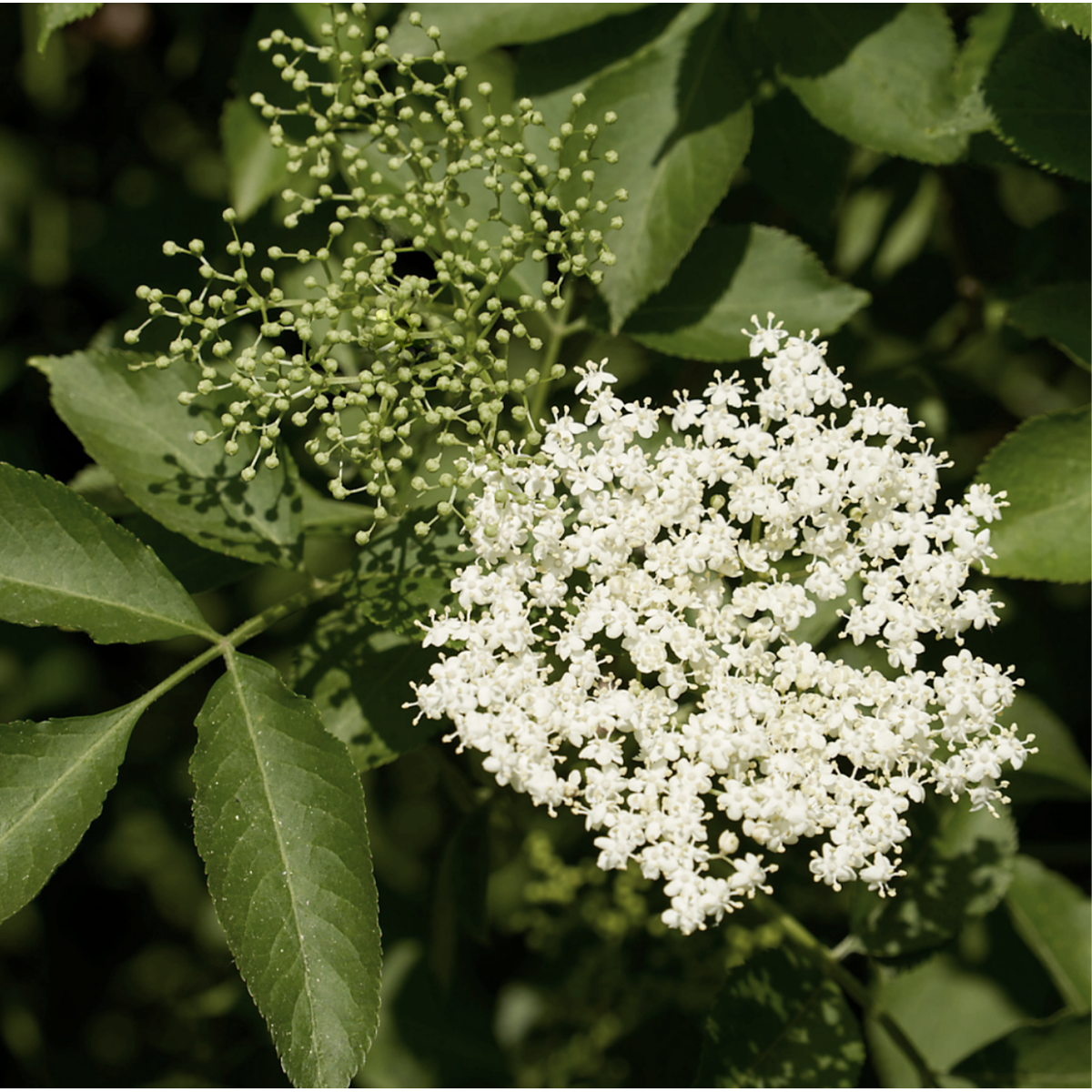 GeloRevoice Throat Lozenges Elderflower | Alpinamed AG