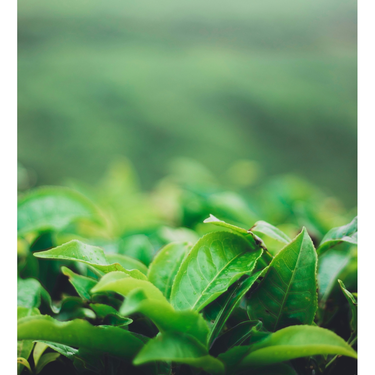 Thé vert Capsules | Alpinamed AG