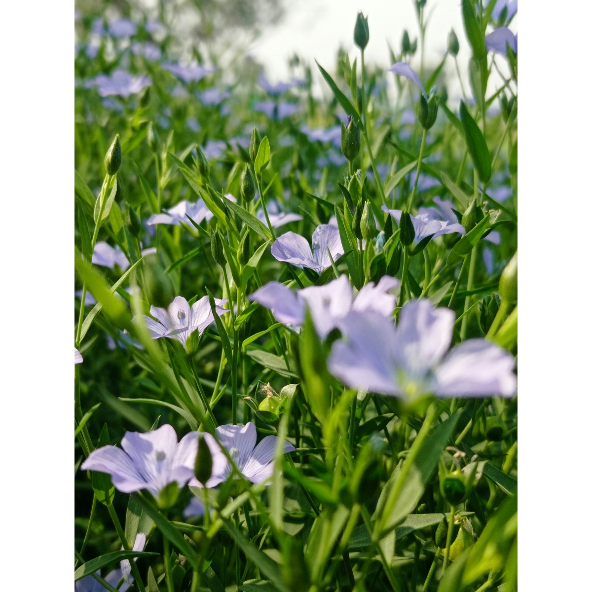 Linseed Oil Capsules | Alpinamed AG