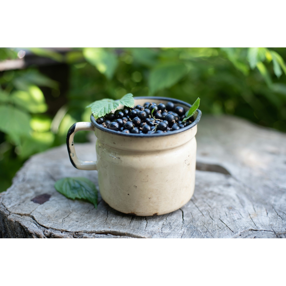 GeloRevoice Halstabletten Cassis | Alpinamed AG