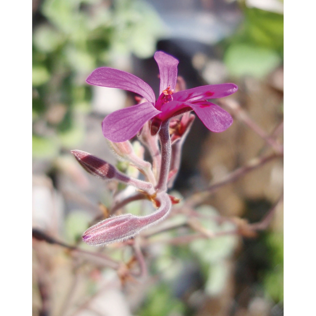 Pelarom Pelargonium Spray | Alpinamed AG